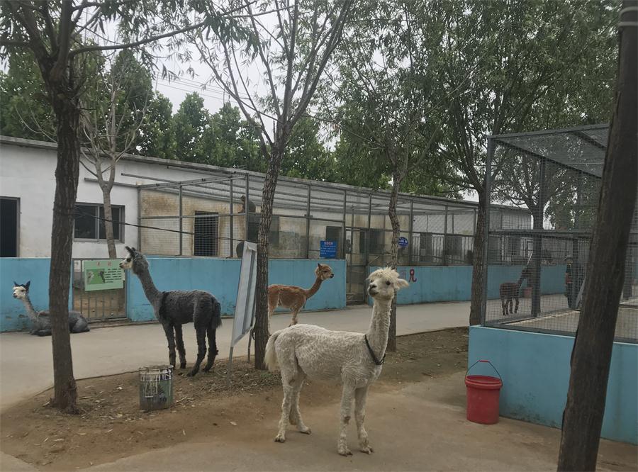 天鵝湖風(fēng)景區(qū)（泰山）速覽！(圖4)