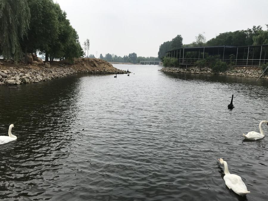 天鵝湖風(fēng)景區(qū)（泰山）速覽！(圖14)