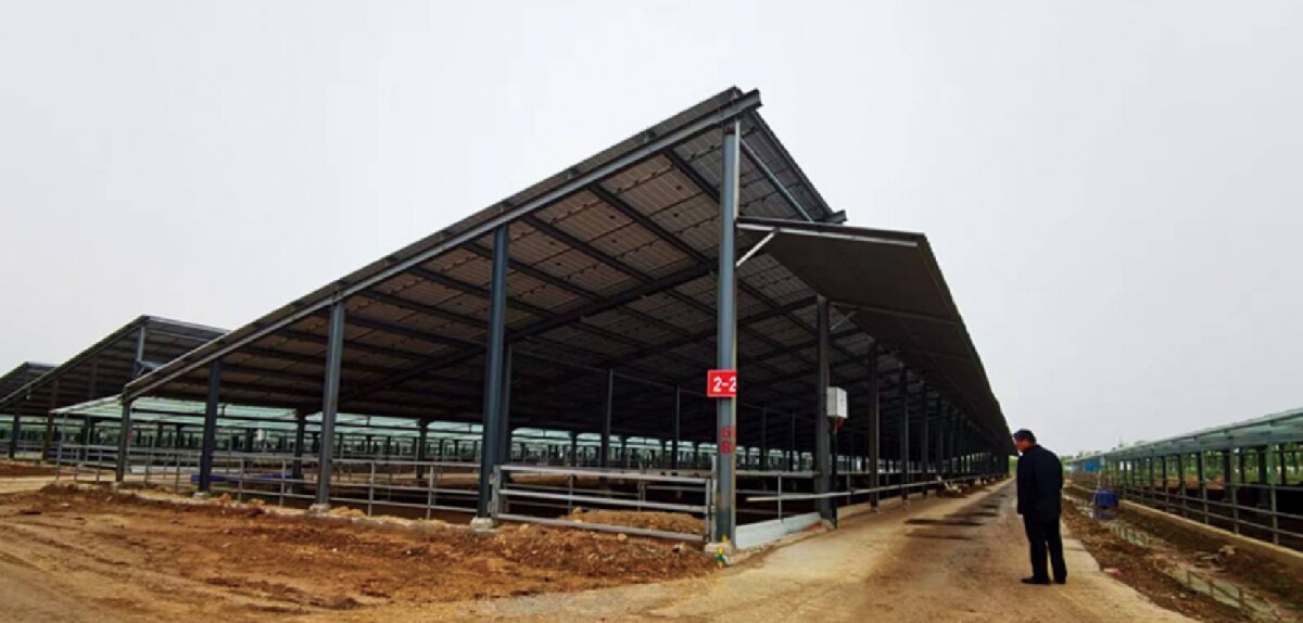 信橋鋼構(gòu)：打卡蒙陰農(nóng)業(yè)溫室大棚、青州黑牛養(yǎng)殖基地！(圖5)